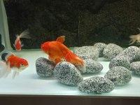 Pasifik PetShop dan XXL ORANDO JAPONLAR