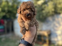 Renk renk toy poodle yavrularımız 