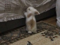 Hollanda lop tavşanı 1 buçuk aylık