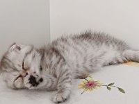 Güzeller güzeli scottish fold kızımız kendine yuva arıyor