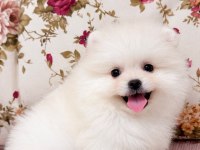 GÜLEN YÜZ AYI SURAT POMERANİAN BOO