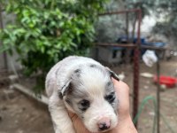 Muhteşem border collie yavrular
