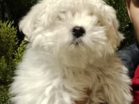 Erkek Kore maltese