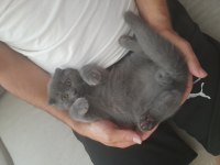 2 aylık scottish fold yavrular