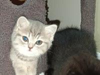 British shorthair saf ırk yavrular