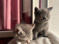 British Shorthair yavrularımız