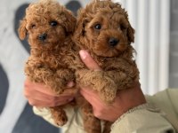 Tea cup poodle ırk garantili