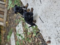 Pinscher minyatür sıfır boy