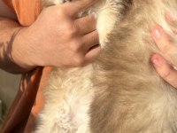 British longhair yavruları