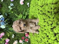 En mini boy poodle bebekleri