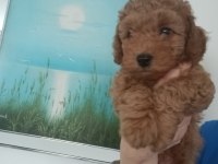 Anne altından 2 aylık erkek toy poodle