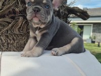 Blue Eye French Bulldog Çiftlikten 