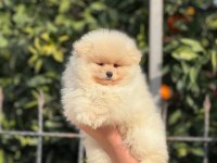 Show kalite ayı surat pomeranian boo yavrular