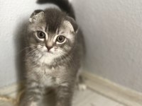 British Shorthair 60 Günlük