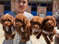 Toy poodle bebek köpeklerimiz