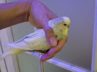 Dişi muhabbet kuşu iri cins