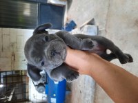 French Bulldog Blue Yavru Köpeğimiz