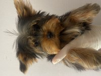 (A) kalite ırk güzeli yorkshire terrier