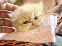 Şampiyon Babadan Exotic Shorthair Garfield Yavrularım