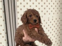 POODLE TOY MUHTEŞEM BEBEKLER