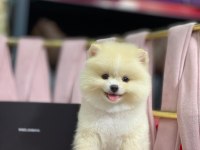 Minik Pomeranian Boo Köpeklerimiz Yeni Abilerini Bekliyor