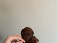 RED BROWN KORE TOY POODLE YAVRULAR