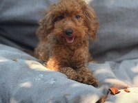 2 yaş dişi toy poodle