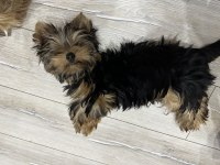 Orijinal erkek yorkshire terrier yavru