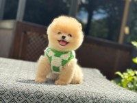 Sağlık ve ırk garantili pomeranian boo yavru