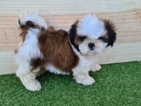 IRK GARANTİLİ SHİH TZU YAVRULARI