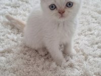 British Shorthair Minnoşum