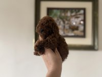 En Özelini İsteyen Dark Redbrown Teacup Poodle yavru