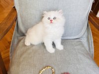 BALLI LOKUM KEDİLER