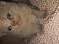 Scottish straight ve scottish fold yavrular