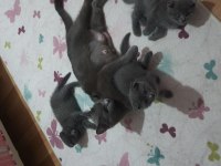 Safkan scottish fold