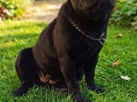 Mops Siyah Pug Son Yavru