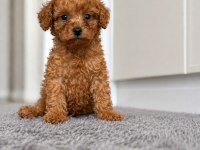 TOY POODLE BEBEKLERİMİZ TESLİME HAZIR