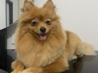 3 yaşında kısır dişi pomeranian