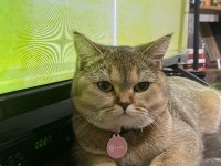 Ücretsiz British Shorthair Kedisi