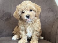 MALTİPOO YAVRULARIMIZ YENİ EVLERİNİ BEKLİYOR