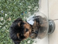 Bebek Yorkie Son Kalan Erkek Yavru