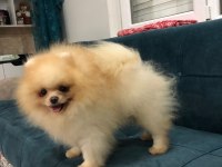 Pomeranian boo