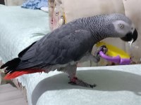 Üst düzey jako papağanı full artı full