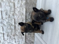 Orjinal saf kan Malinois