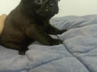 Dişi pug mops bebekler