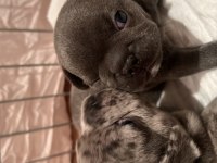 FRENCH BULLDOG YAVRULARIMIZ