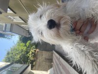 Sevimli terrier çocuğumuz roxy