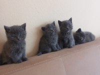 Sevimli minnoş kedicikler