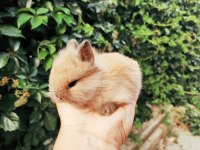 Hollanda cüce tavşan Netherland Dwarf