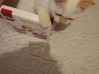 Kızıma ve oğluma (kedilerime) yuva arıyorum